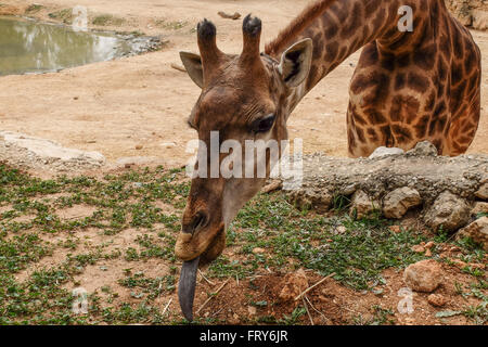 Jérusalem, Israël. 24 mars, 2016. Père, Rio, se place stratégiquement entre visiteurs et sa nouvelle famille élargie que le Zoo Biblique de Jérusalem accueille deux nouveaux-South African giraffe veaux (Giraffa camelopardalis giraffa) dans le boîtier d'animaux africains ouverts au public. Adis, homme, deux semaines, est né à mère, et Akea Rotem, femme, un mois, est né à mère Yasmin. Les veaux sont nés à Jérusalem de deuxième génération grands-parents acheté dans une vente aux enchères de l'Afrique du Sud. Rio, l'homme, engendré des veaux. Credit : Alon Nir/Alamy Live News Banque D'Images