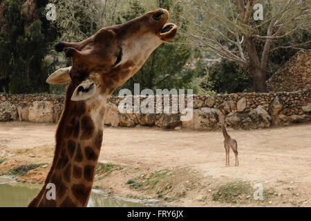 Jérusalem, Israël. 24 mars, 2016. Père, Rio, se place stratégiquement entre visiteurs et sa nouvelle famille élargie que le Zoo Biblique de Jérusalem accueille deux nouveaux-South African giraffe veaux (Giraffa camelopardalis giraffa) dans le boîtier d'animaux africains ouverts au public. Adis, homme, deux semaines, est né à mère, et Akea Rotem, femme, un mois, est né à mère Yasmin. Les veaux sont nés à Jérusalem de deuxième génération grands-parents acheté dans une vente aux enchères de l'Afrique du Sud. Rio, l'homme, engendré des veaux. Credit : Alon Nir/Alamy Live News Banque D'Images