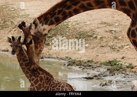 Jérusalem, Israël. 24 mars, 2016. Le Zoo Biblique de Jérusalem accueille deux nouveaux-South African giraffe veaux (Giraffa camelopardalis giraffa) dans le boîtier d'animaux africains ouverts au public. Adis, homme, deux semaines, est né à mère, et Akea Rotem, femme, un mois, est né à mère Yasmin. Les veaux sont nés à Jérusalem de deuxième génération grands-parents acheté dans une vente aux enchères de l'Afrique du Sud. Rio, l'homme, engendré des veaux. Credit : Alon Nir/Alamy Live News Banque D'Images