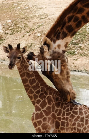 Jérusalem, Israël. 24 mars, 2016. Le Zoo Biblique de Jérusalem accueille deux nouveaux-South African giraffe veaux (Giraffa camelopardalis giraffa) dans le boîtier d'animaux africains ouverts au public. Adis, homme, deux semaines, est né à mère, et Akea Rotem, femme, un mois, est né à mère Yasmin. Les veaux sont nés à Jérusalem de deuxième génération grands-parents acheté dans une vente aux enchères de l'Afrique du Sud. Rio, l'homme, engendré des veaux. Credit : Alon Nir/Alamy Live News Banque D'Images