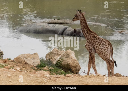 Jérusalem, Israël. 24 mars, 2016. Le Zoo Biblique de Jérusalem accueille deux nouveaux-South African giraffe veaux (Giraffa camelopardalis giraffa) dans le boîtier d'animaux africains ouverts au public. Adis, homme, deux semaines, est né à mère, et Akea Rotem, femme, un mois, est né à mère Yasmin. Les veaux sont nés à Jérusalem de deuxième génération grands-parents acheté dans une vente aux enchères de l'Afrique du Sud. Rio, l'homme, engendré des veaux. Credit : Alon Nir/Alamy Live News Banque D'Images