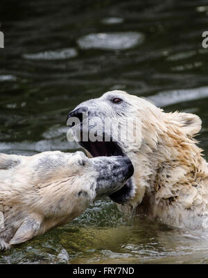 Berlin, Allemagne. 24Th Mar, 2016. Les ours polaires et Wolodja Tonja jouent dans leur enclos au zoo de Berlin, Allemagne, 24 mars 2016. Photo : PAUL ZINKEN/dpa/Alamy Live News Banque D'Images