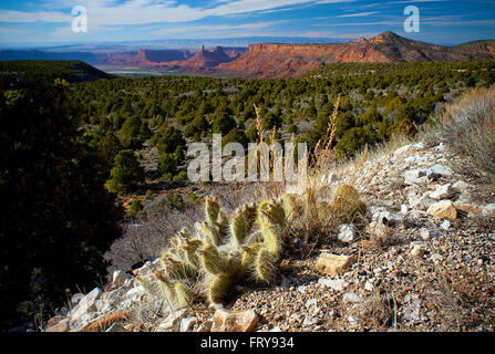 Moab, Utah, USA. 24Th Mar, 2016. La fin de l'après-midi lumière tombe sur oponce de l'est donnant sur les murs de grès rouge de l'Utah's Castle Valley, près de Moab, Utah. Credit : csm/Alamy Live News Banque D'Images