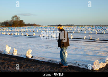 Récoltes de salade de printemps poussant sous la toile horticole à Burscough, Lancashire, Royaume-Uni Mars, 2016.Météo Royaume-Uni.Un paysage recouvert de blanc polaire tandis que les agriculteurs utilisent l’équipement satellite pour tracer leurs champs et planter les semis de laitue de cette saison.La toile horticole est un tissu en polypropylène fin, non tissé, qui est utilisé comme paillis flottant pour protéger les cultures précoces et tardives et d'autres plantes délicates contre le froid et le gel, ainsi que les insectes nuisibles pendant la saison normale de croissance. Banque D'Images