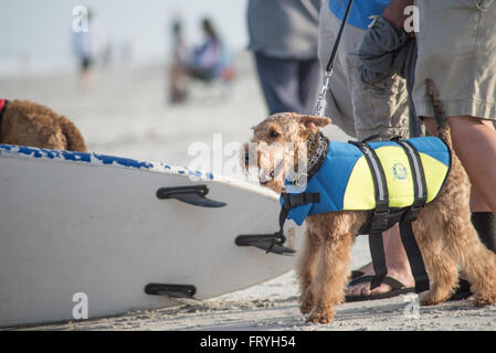 Fernandina Beach, USA. 24 mars, 2016. Un jour avant le grand événement chiens de partout au pays participent à un chien surf clinic dirigée par Adam 'pop' Steinberg à Main Beach sur Amelia Island, USA. Crédit : David Day/Alamy Live News. Banque D'Images