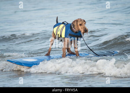 Fernandina Beach, USA. 24 mars, 2016. Un jour avant le grand événement chiens de partout au pays participent à un chien surf clinic dirigée par Adam 'pop' Steinberg à Main Beach sur Amelia Island, USA. Crédit : David Day/Alamy Live News. Banque D'Images