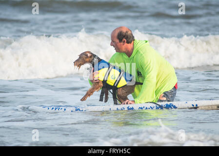 Fernandina Beach, USA. 24 mars, 2016. Un jour avant le grand événement chiens de partout au pays participent à un chien surf clinic dirigée par Adam 'pop' Steinberg à Main Beach sur Amelia Island, USA. Crédit : David Day/Alamy Live News. Banque D'Images