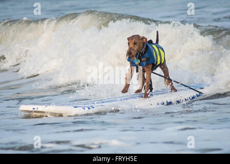 Fernandina Beach, USA. 24 mars, 2016. Un jour avant le grand événement chiens de partout au pays participent à un chien surf clinic dirigée par Adam 'pop' Steinberg à Main Beach sur Amelia Island, USA. Crédit : David Day/Alamy Live News. Banque D'Images