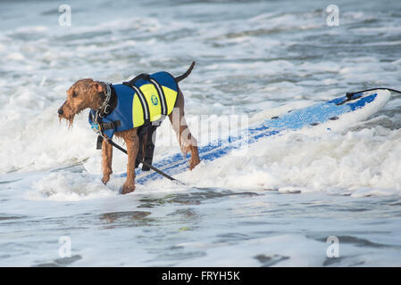 Fernandina Beach, USA. 24 mars, 2016. Un jour avant le grand événement chiens de partout au pays participent à un chien surf clinic dirigée par Adam 'pop' Steinberg à Main Beach sur Amelia Island, USA. Crédit : David Day/Alamy Live News. Banque D'Images