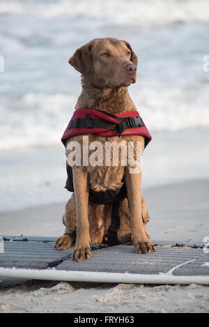 Fernandina Beach, USA. 24 mars, 2016. Un jour avant le grand événement chiens de partout au pays participent à un chien surf clinic dirigée par Adam 'pop' Steinberg à Main Beach sur Amelia Island, USA. Crédit : David Day/Alamy Live News. Banque D'Images