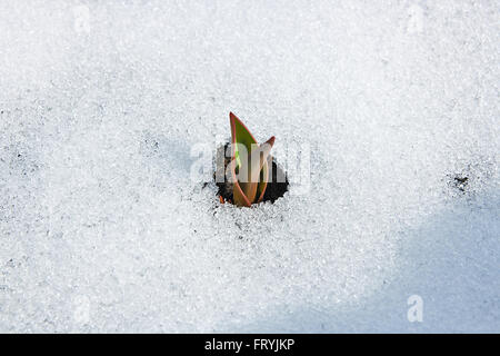 Au début du printemps les plantes. Petites fleurs tulipes qui sortent de la neige au printemps. Banque D'Images