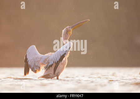 Dans l'eau Pelican photographié dans la réserve naturelle d'Ein Afek, Israël en décembre Banque D'Images