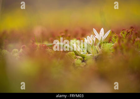 Fleurs et feuillages d'étoile de Bethléem (Ornithogalum montanum). Photographié en Israël en Janvier Banque D'Images