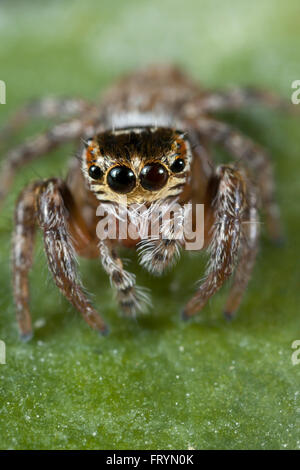 Araignée de saut Banque D'Images