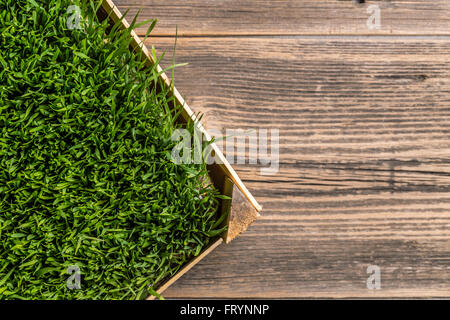 Vue de dessus de pousses d'herbe de blé vert Banque D'Images