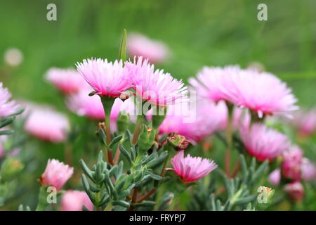 Close up of Hot Pink mesembryanthemaceae, Mesembryanthemum Lampranthus ou connu comme rouge ou en pleine floraison de marguerites Livingstone Banque D'Images