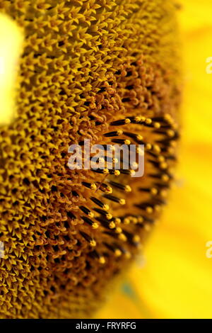 Centre de tournesol macro shot Banque D'Images