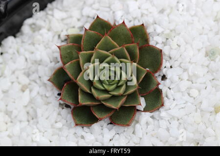 Echeveria Shamrock succulentes Banque D'Images