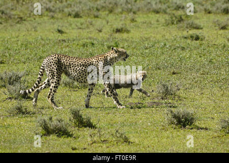 Guépard femelle et cub la marche, l'aire de conservation de Ngorongoro (Tanzanie), Ndutu Banque D'Images