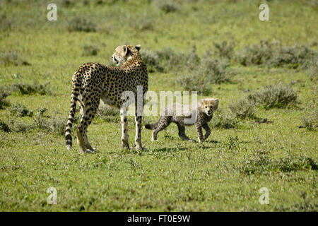 Cheetah cub, femelle et l'aire de conservation de Ngorongoro (Tanzanie), Ndutu Banque D'Images