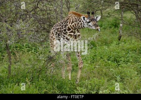 Les jeunes girafes Masai naviguant sur acacia épineux, zone de conservation de Ngorongoro (Tanzanie), Ndutu Banque D'Images