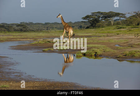 Girafe Masai reflète dans l'étang, l'aire de conservation de Ngorongoro (Tanzanie), Ndutu Banque D'Images