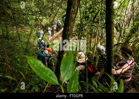 Topes de Collantes réserve naturelle, Bayamo, Cuba. Les touristes de la randonnée dans la forêt tropicale Banque D'Images