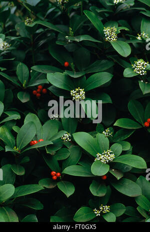 Close-up d'un Skimmia japonica avec des fruits rouges et de fleurs blanches Banque D'Images