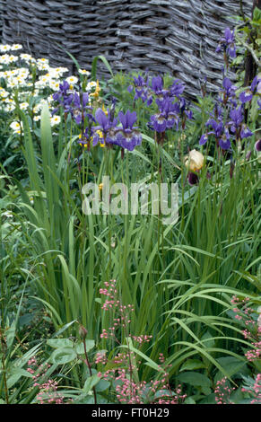 Close-up of a blue iris avec Saxifraga Urbium dans une frontière au début de l'été Banque D'Images