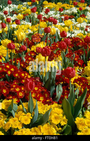 Close-up de primevères jaune et rouge écarlate et planté de tulipes jaune Banque D'Images