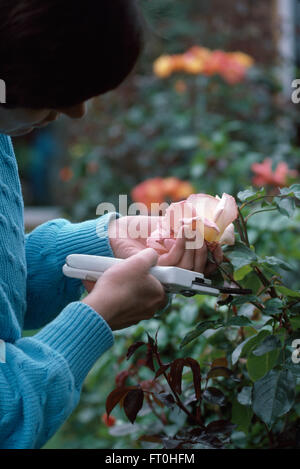 Close-up of mains vide une rose Banque D'Images