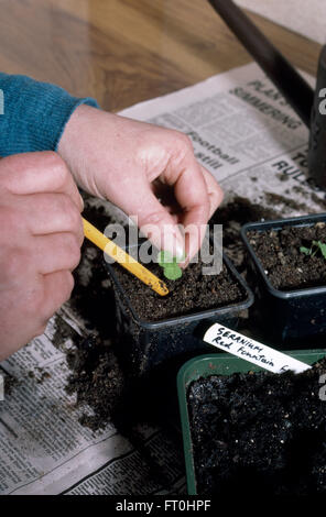 Close-up d'une part, la plantation d'un plant de géranium dans un pot en plastique Banque D'Images