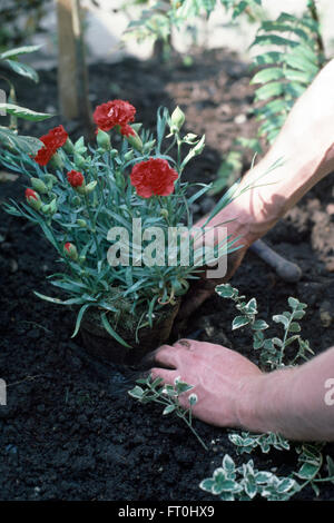 Close-up of a les mains du jardinier plantant un dianthus rouge Banque D'Images