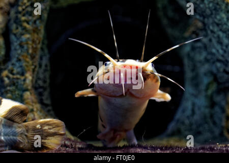 Le poisson-chat africain sharptooth est une espèce de la famille des Clariidae, les poissons-chats aérobie. Banque D'Images