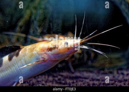 Le poisson-chat africain sharptooth est une espèce de la famille des Clariidae, les poissons-chats aérobie. Banque D'Images