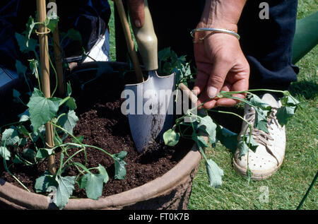 Close-up des mains la plantation d'annuelles dans un pot à l'aide d'une truelle Banque D'Images