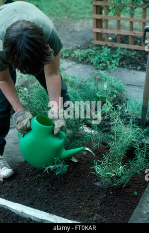 Woman watering dans romarin nouvellement plantées dans un nouveau lit d'herbes pour un usage éditorial uniquement Banque D'Images