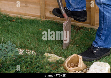 Close-up d'un jardinier Digging up turf avant de planter les bulbes dans une pelouse Banque D'Images