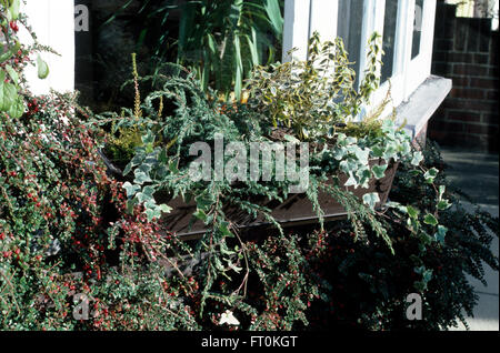 Ivy arrière et d'un petit conifère dans une fenêtre d'hiver fort au-dessus des femelles oeuvées rouge cotoneaster sur le mur de la maison Banque D'Images