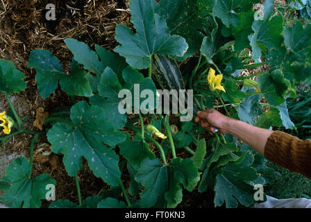 Close-up of a vegetable marrow dans une parcelle de terrain végétale Banque D'Images