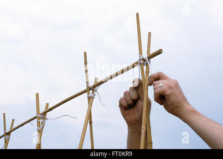 Gros plan des mains d'immobiliser des cannes de bambou pour les haricots d'espagne Banque D'Images