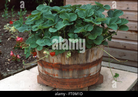 Close-up des plants de fraisier dans un tonneau en bois Banque D'Images