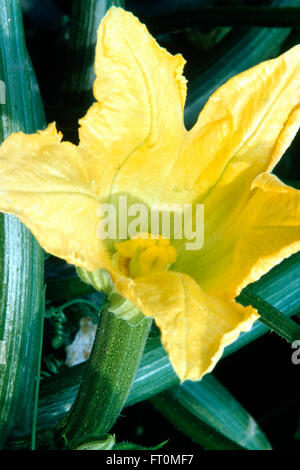 Gros plan d'une fleur de courgette jaune Banque D'Images