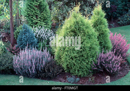 Les conifères à croissance lente et bruyères mauve dans un arbuste border Banque D'Images