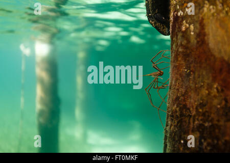 Close-up de sous-vue de la flèche de crabe ou araignée, rampant sur la station d'empilage Banque D'Images