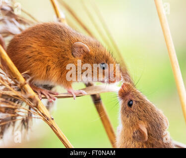 Cute couple souris récolte penche vers les autres pour créer un contact entre le nez. Banque D'Images