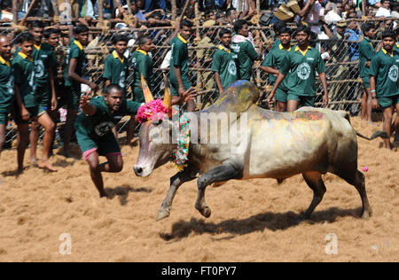 Jallikattu bull apprivoiser au cours de Pongal festival.Madurai, Tamil Nadu, Inde. Bull indien lutte est interdite l'année dernière.Palamedu,Inde Banque D'Images