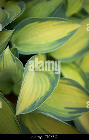 De nouvelles feuilles fraîches sur un Hosta 'June' plante à feuillage panaché vert et jaune. Banque D'Images