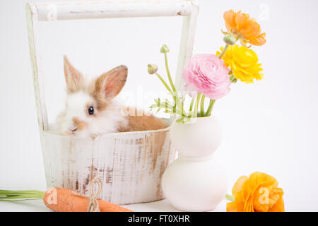 En bébé lapin vintage panier et ranunculus fleurs. Banque D'Images