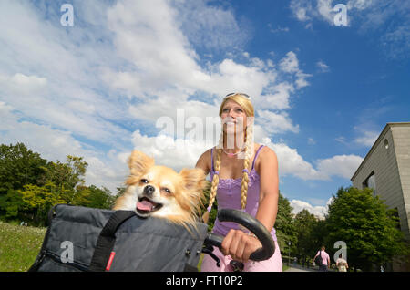 Cycliste avec femelle Chihuahua dans un panier, Munich, Haute-Bavière, Allemagne Banque D'Images